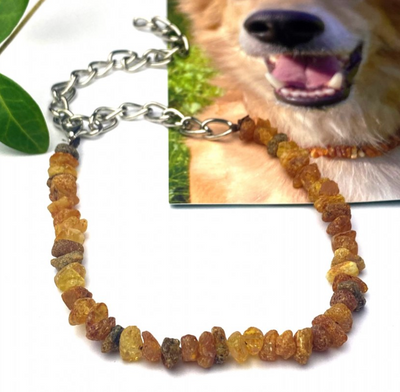 Collier d'ambre Velora. Protégez votre chien des tiques