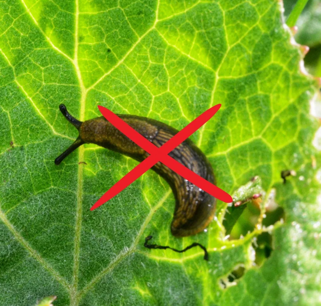 Pourquoi les limaces détruisent votre jardin